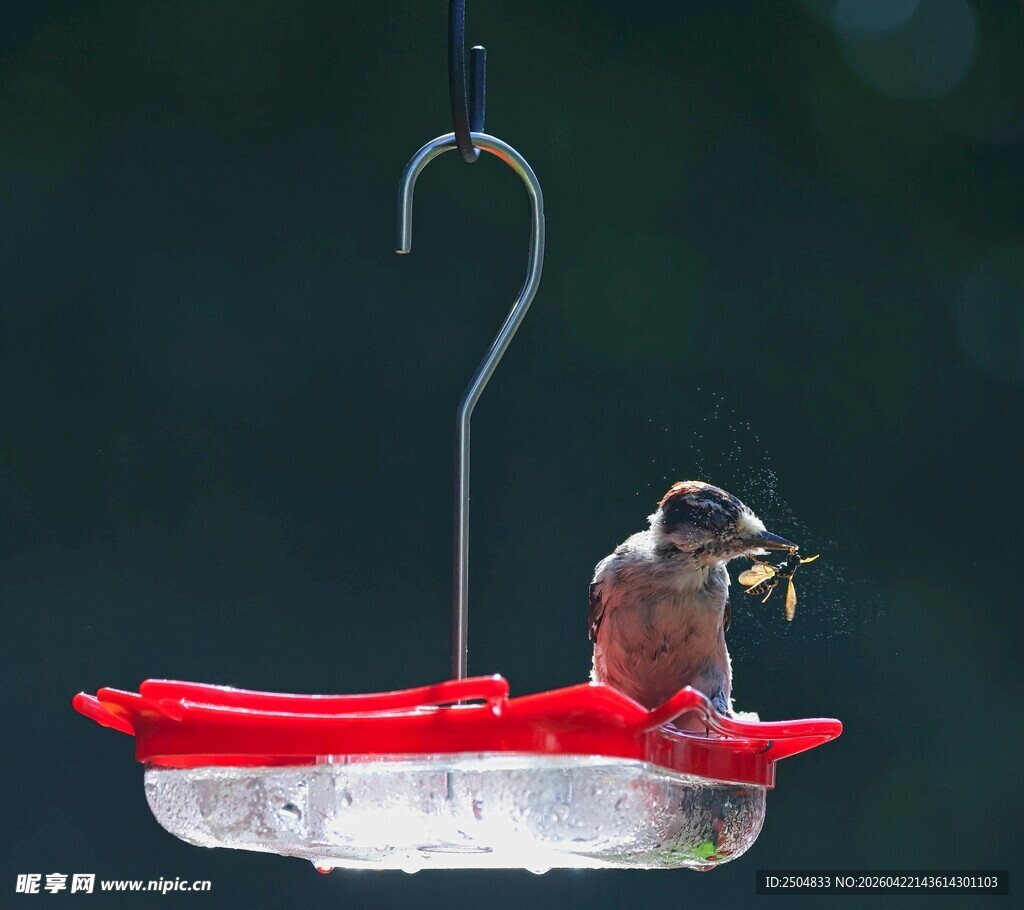 小鸟立于红色喂食器上