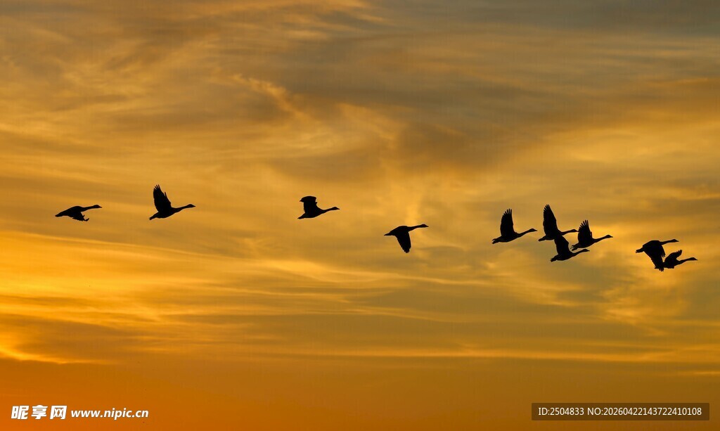 夕阳下群鸟翱翔天际