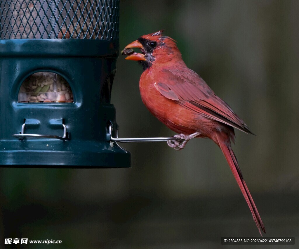 红衣主教鸟立于喂食器旁