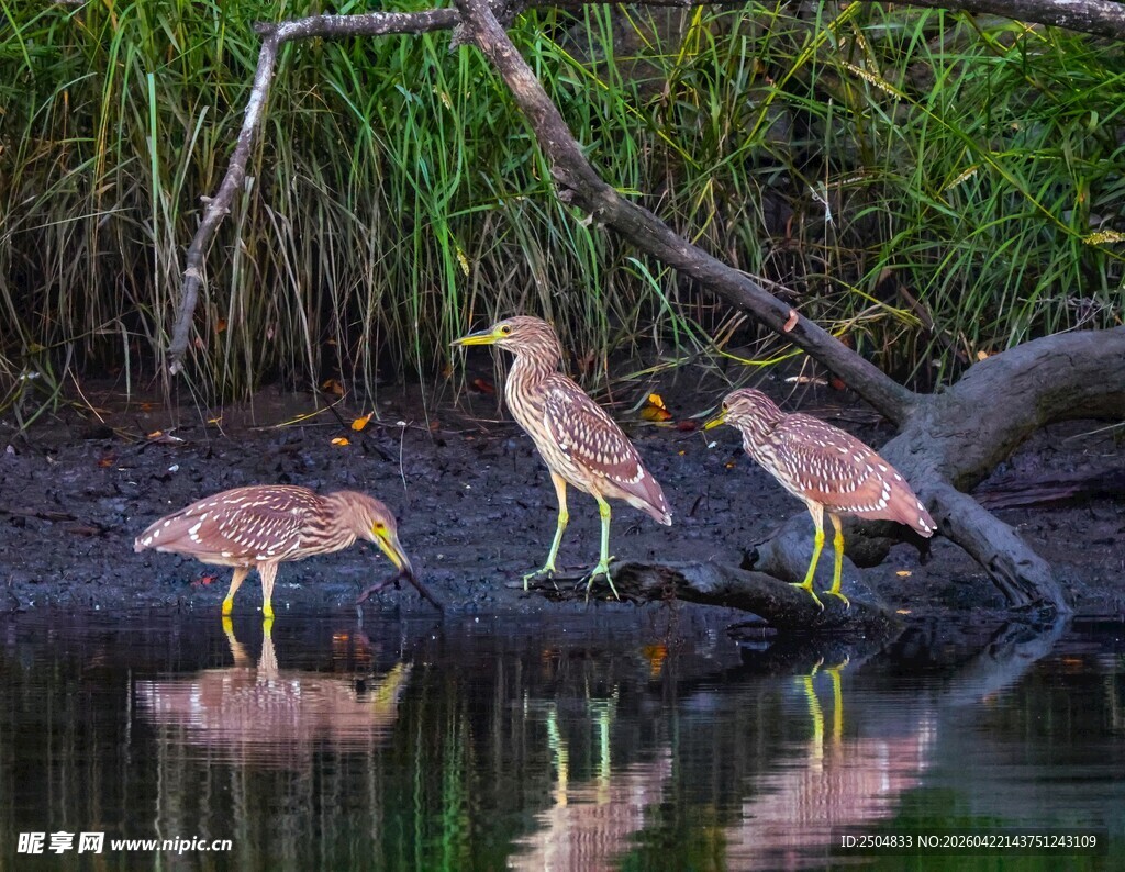 岸边三只小鸟临水而立