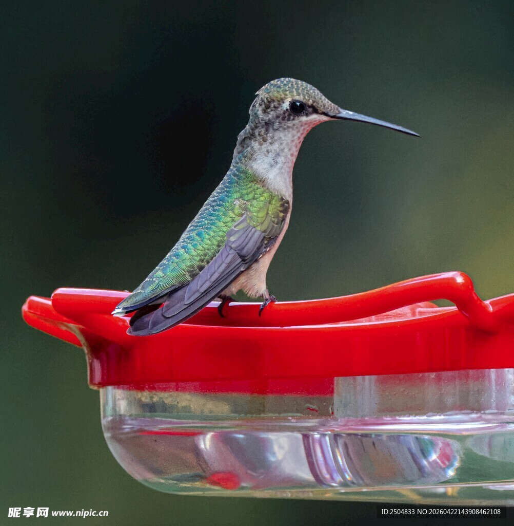 蜂鸟立于红色喂食器上