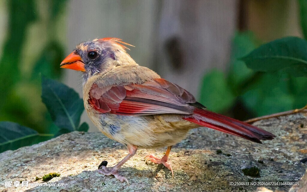 红衣主教鸟栖息于石上