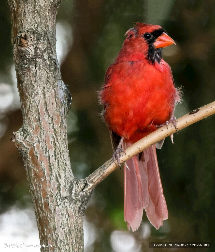 枝头的鲜艳红雀
