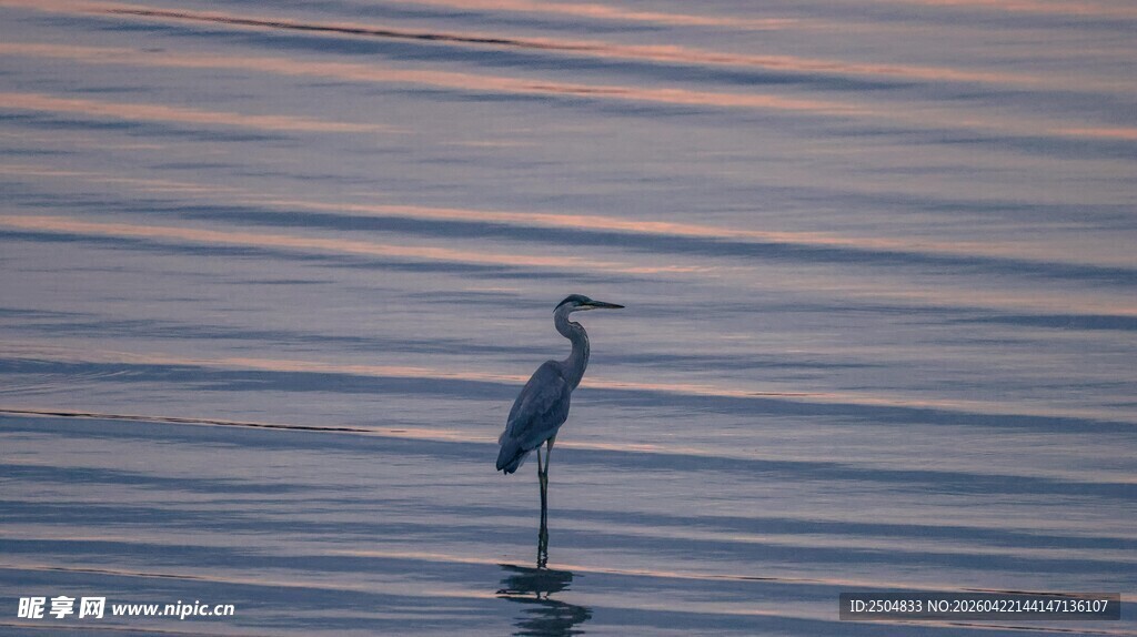 孤鹭立水畔 暮色染清波