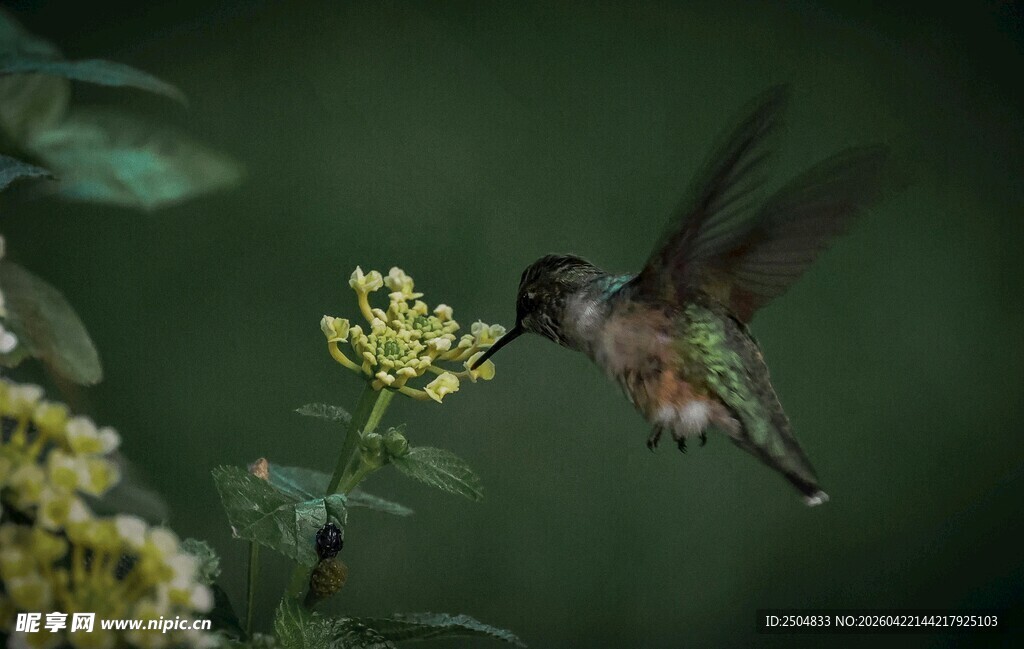 蜂鸟停驻于黄花旁