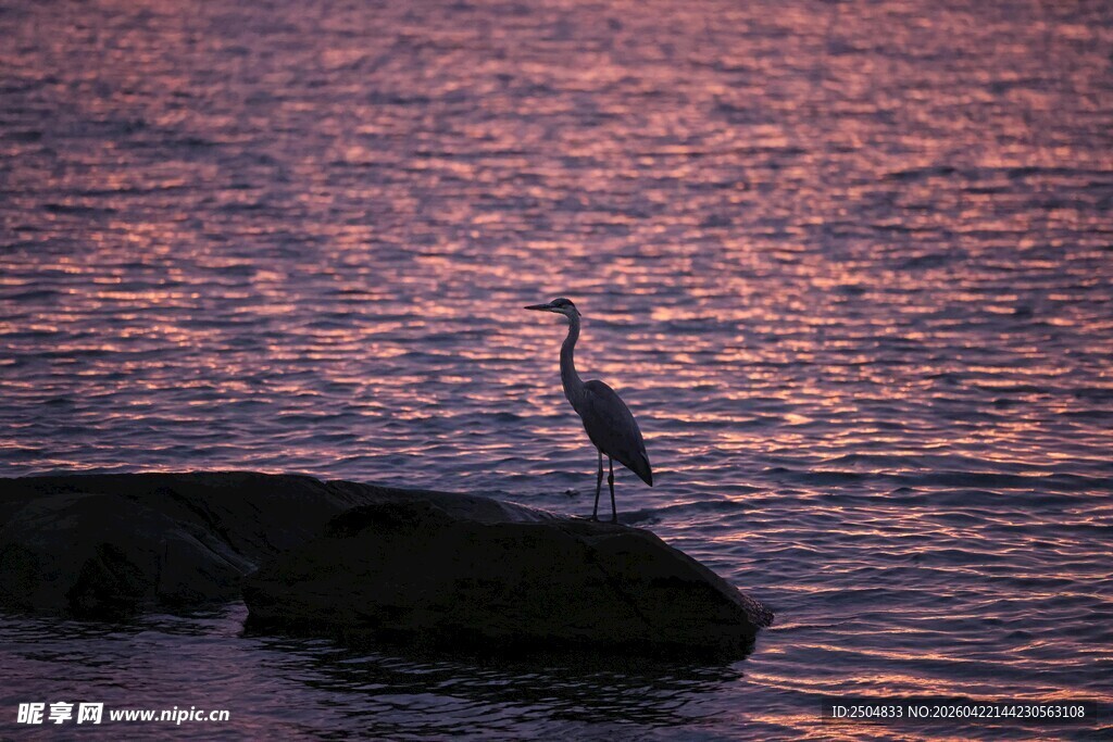 夕阳下孤鹭立于礁石