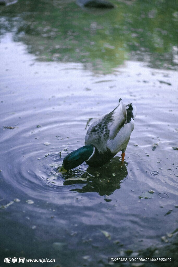 鸭子水中觅食