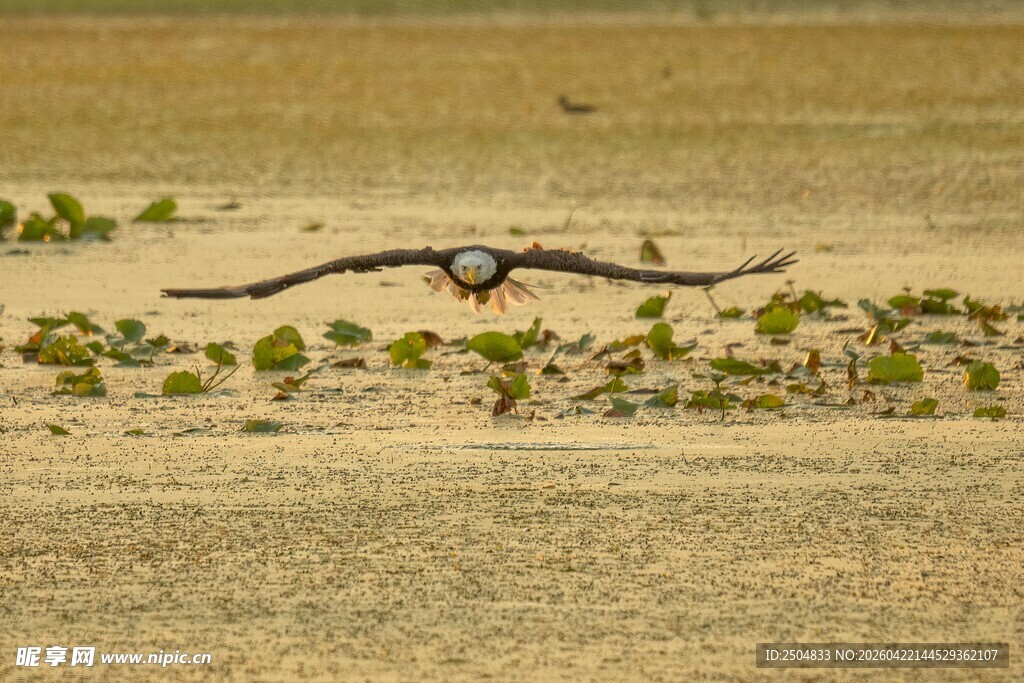 田野上展翅飞翔的鸟