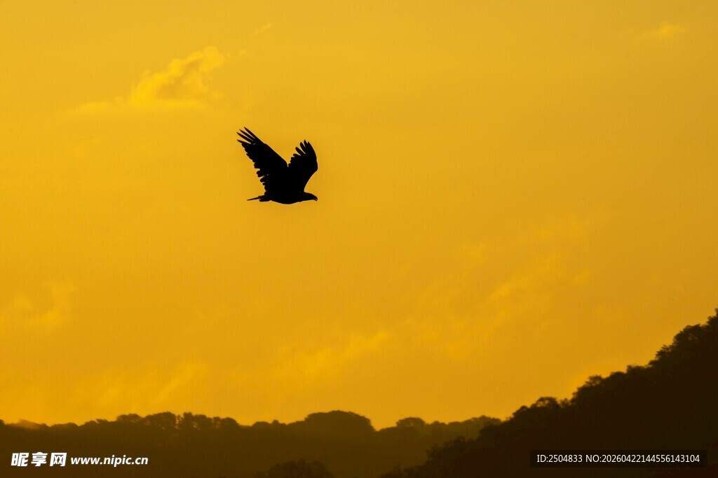 夕阳下飞鸟剪影