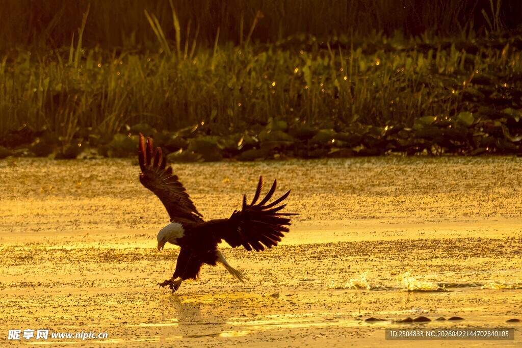 雄鹰于湿地展翅捕食瞬间