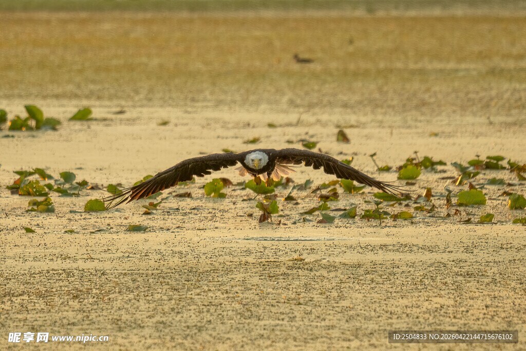  漠上空展翅翱翔的飞鸟