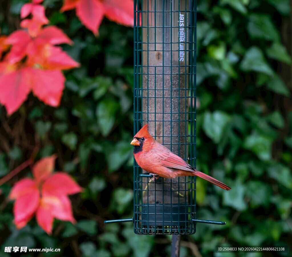 红衣主教鸟立于喂食器旁