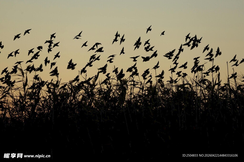 群鸟归巢的美丽景致