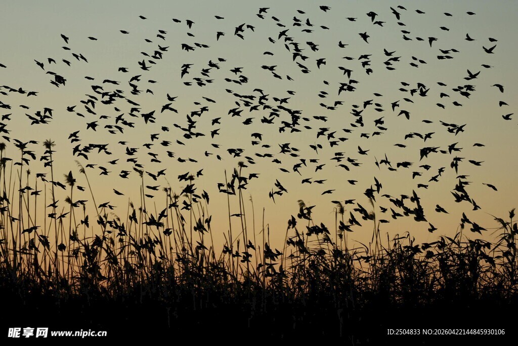 夕阳下的芦苇随风摇曳