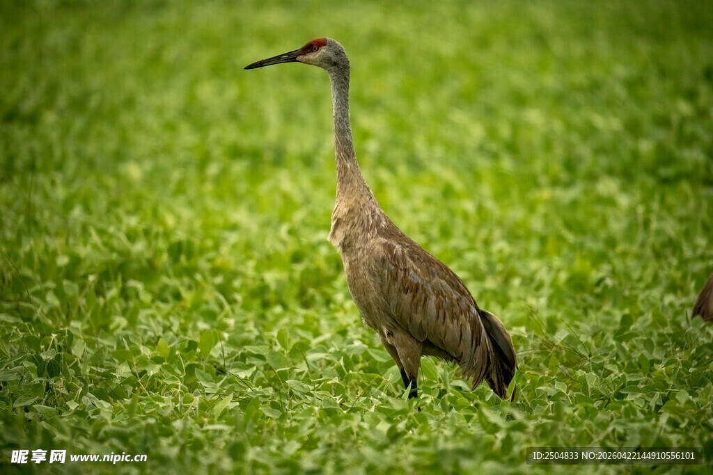 草地上的单只灰鹤