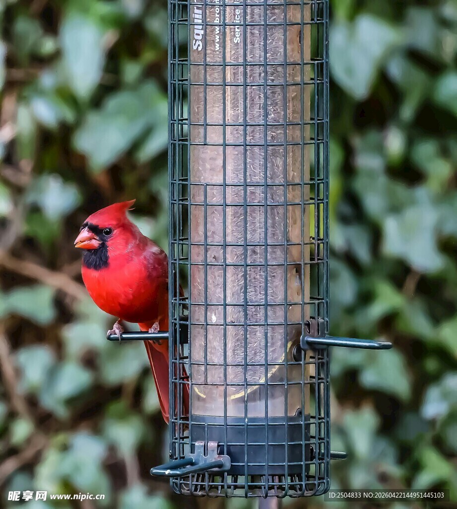 红衣主教鸟立于喂食器