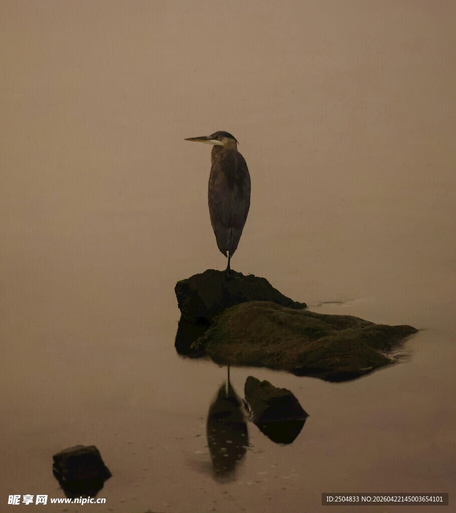 水边静立的鸟与倒影