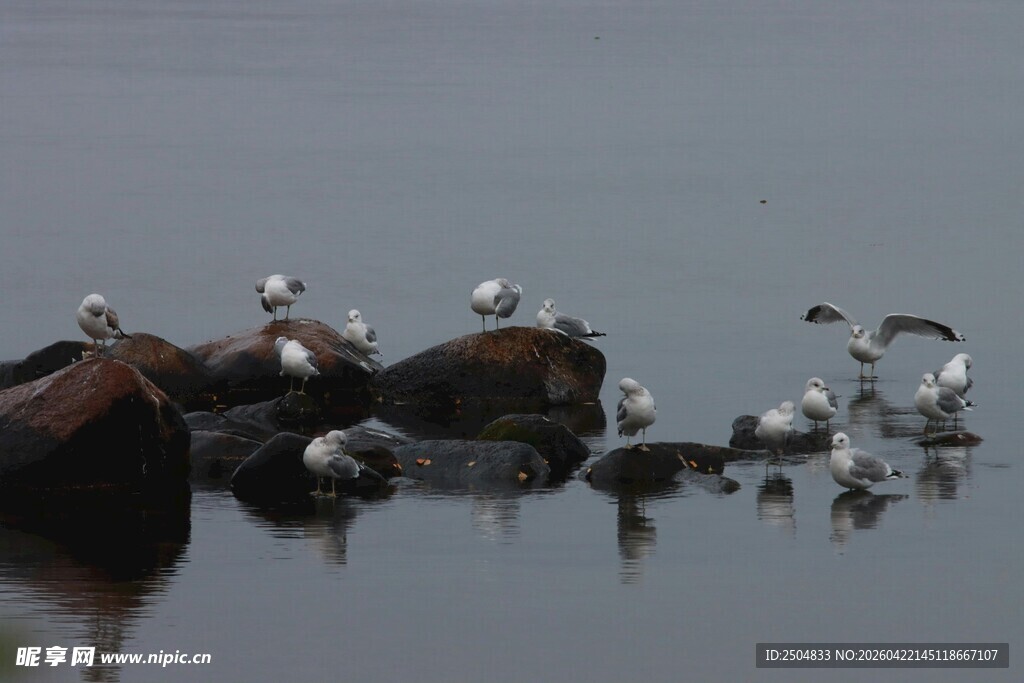 水边群鸟栖息景象