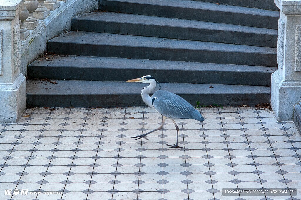 庭院中独站的灰鹭