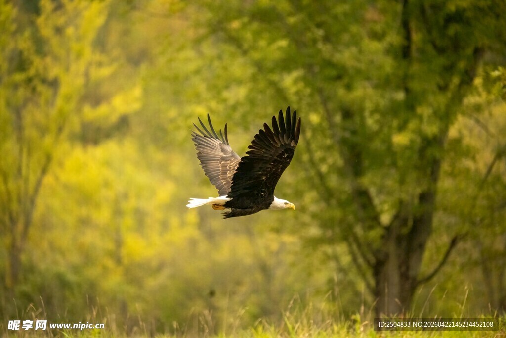 翱翔的白头鹰