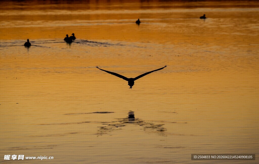 夕阳下飞鸟掠水的美景