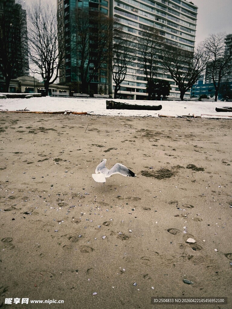 沙滩上展翅的飞鸟