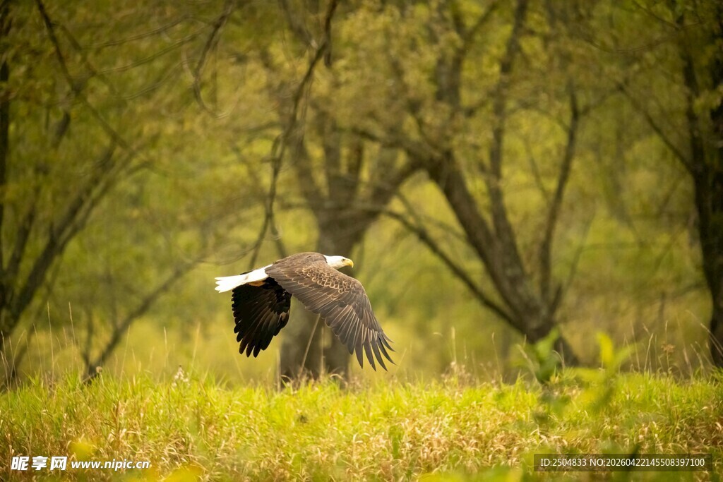 林中展翅的飞鸟