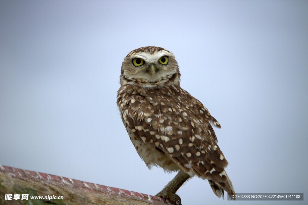 站在岩石上的斑点猫头鹰