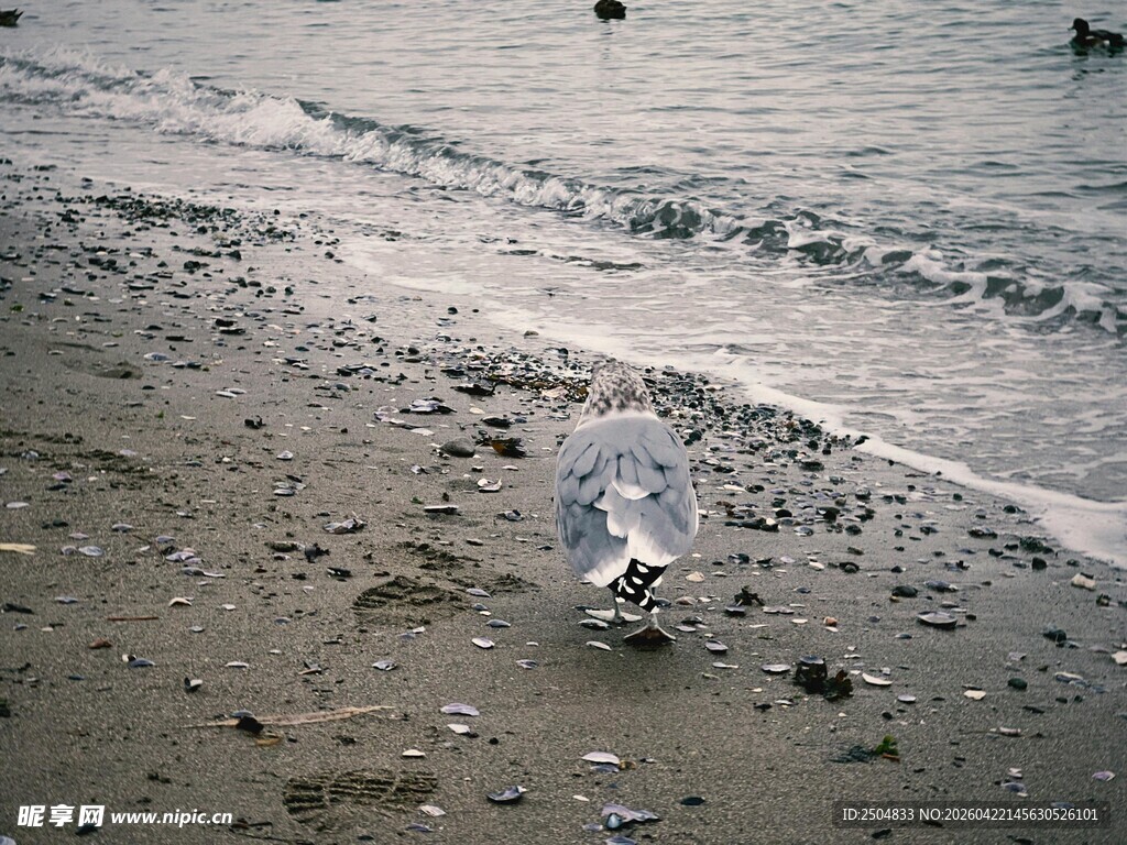 海滩上的海鸥与海浪