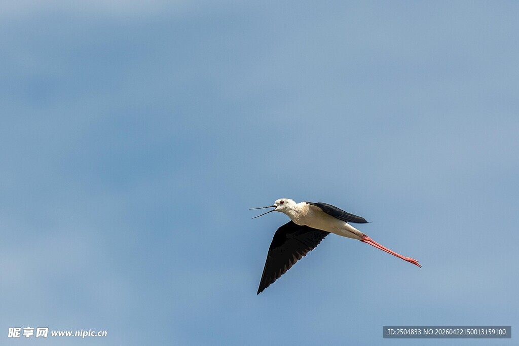 黑翅长脚鹬蓝天展翅