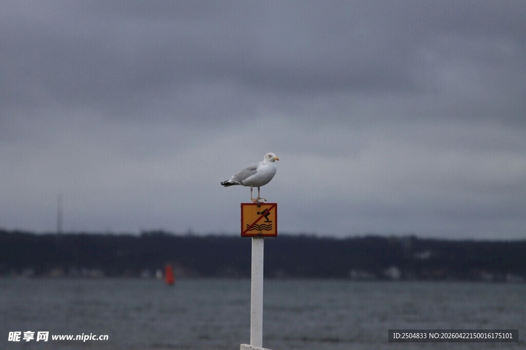 海鸥立于警示杆上