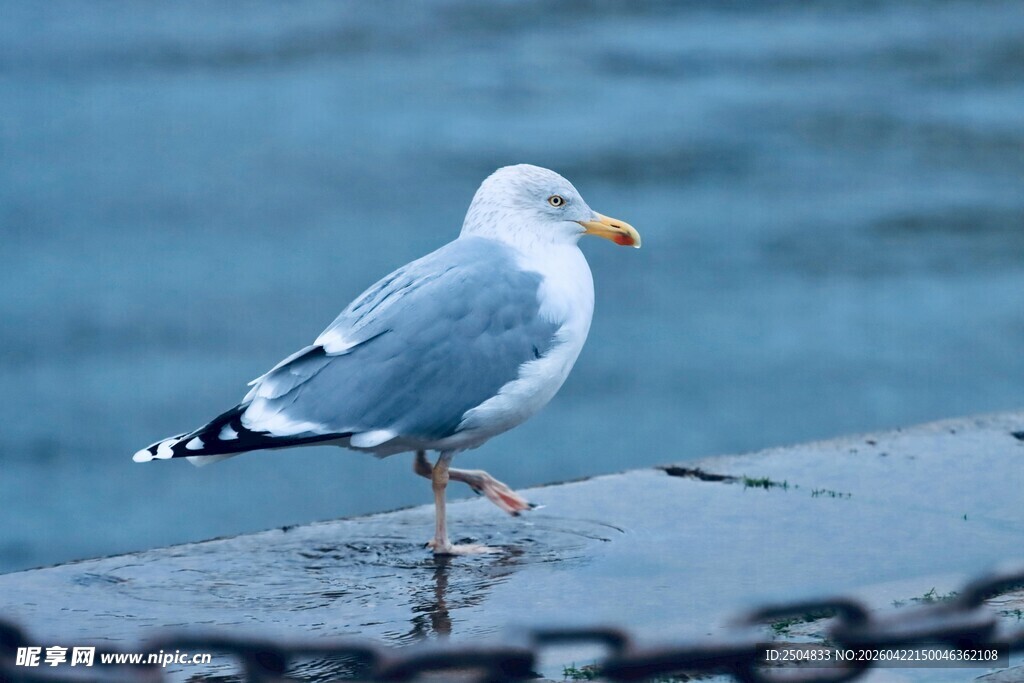 海鸥立于岸边