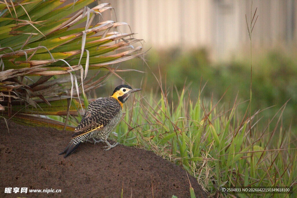 岩石上的多彩小鸟
