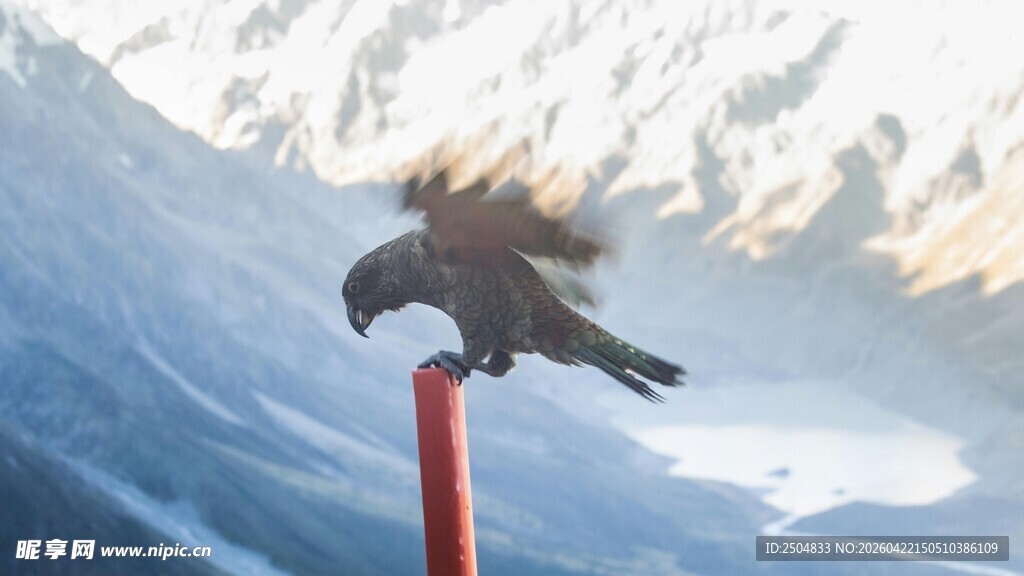 雪山上栖息的黑鸟
