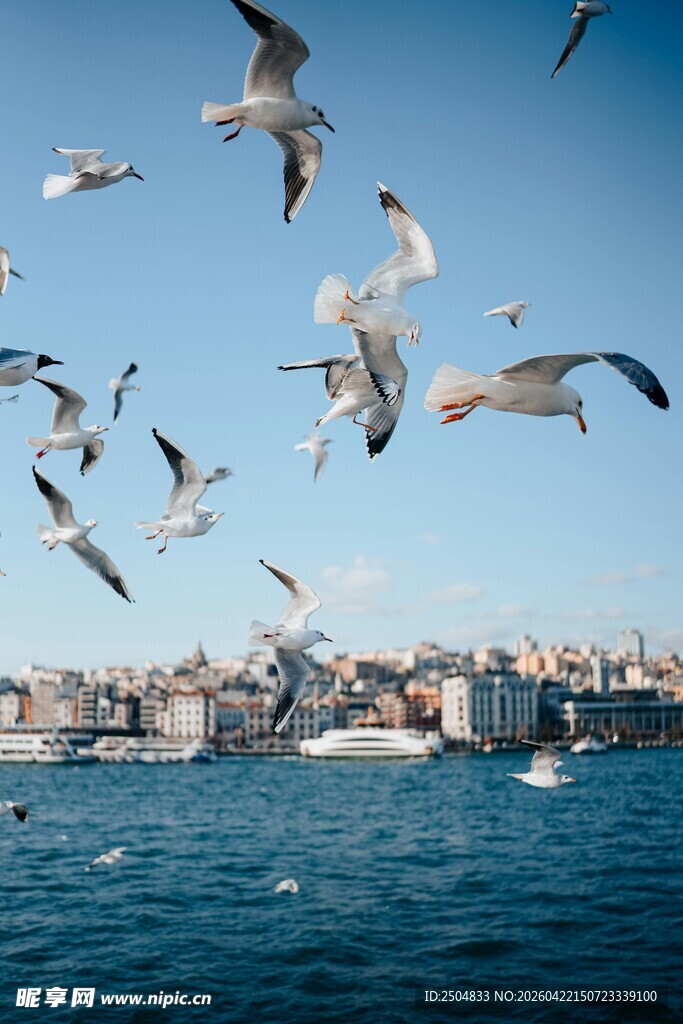 海上群鸥飞舞的城市景观