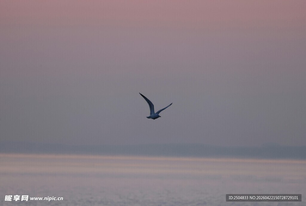 海空飞鸟 暮色中的自由身影