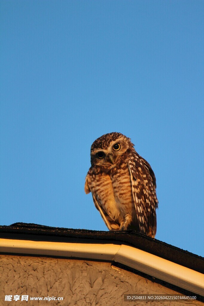屋顶上的猫头鹰
