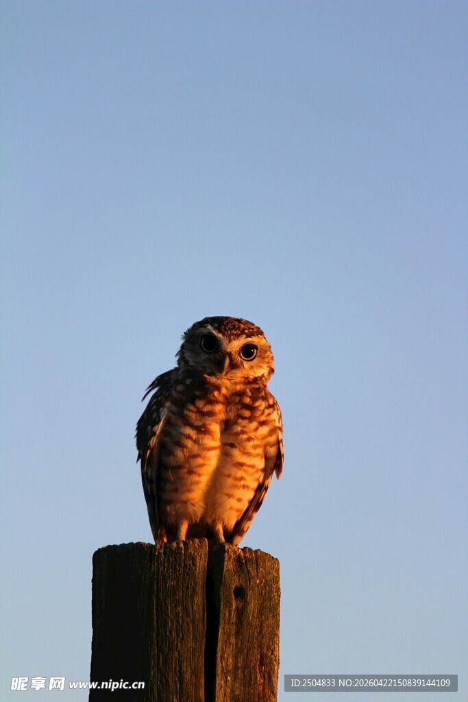 木桩上的猫头鹰