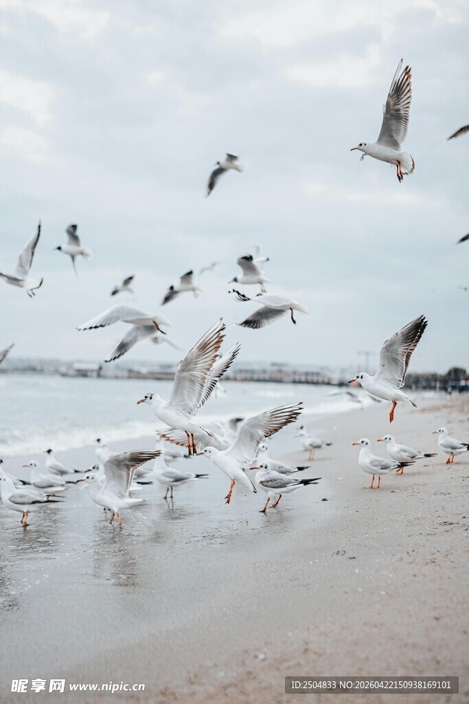 海滩上群飞的海鸥