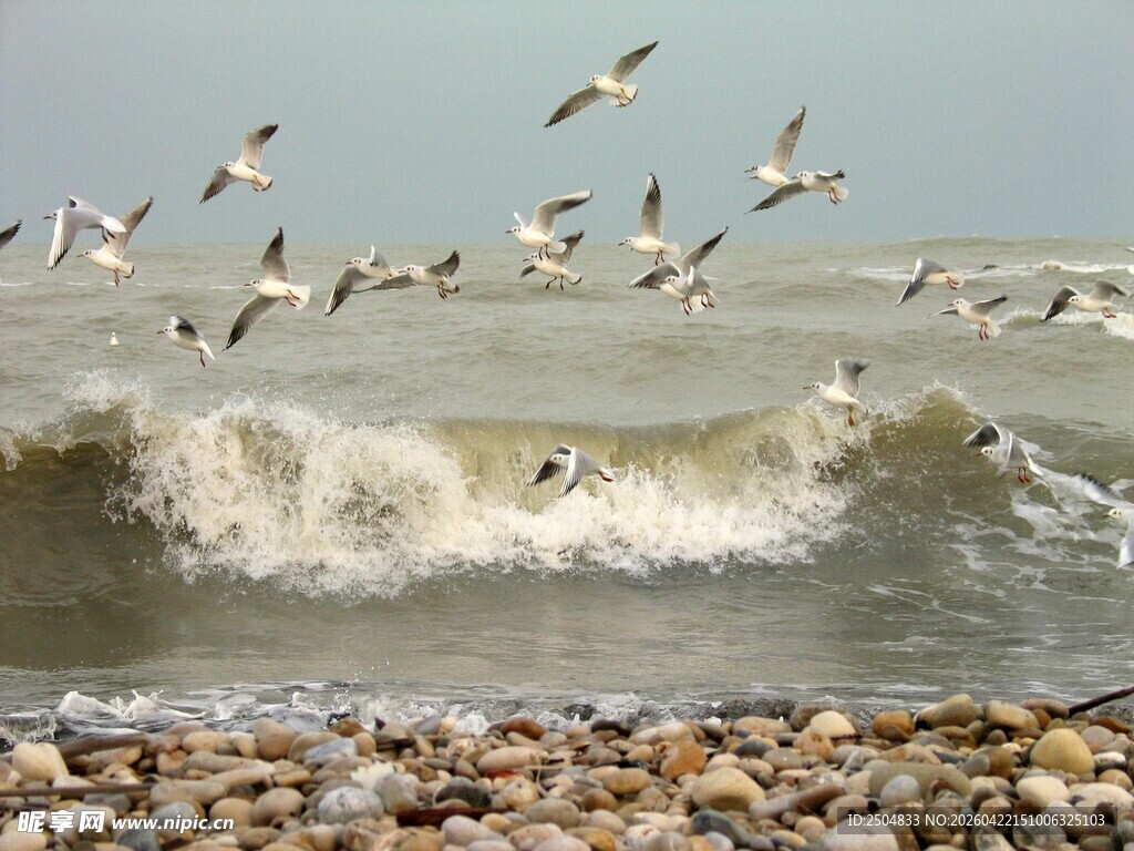 海浪边群鸟飞舞的美景