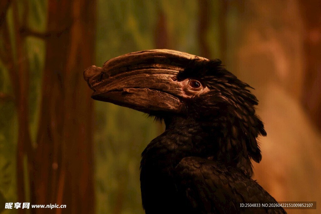 奇特大嘴鸟特写