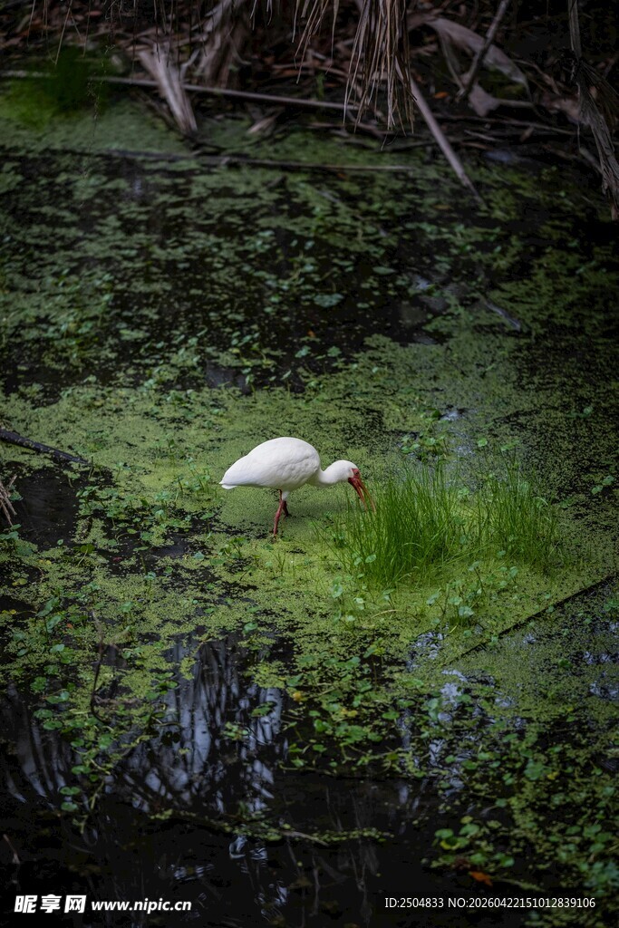 池塘中休憩的白色鸟儿