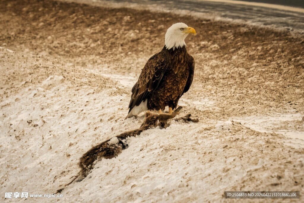 白头海雕立于雪地