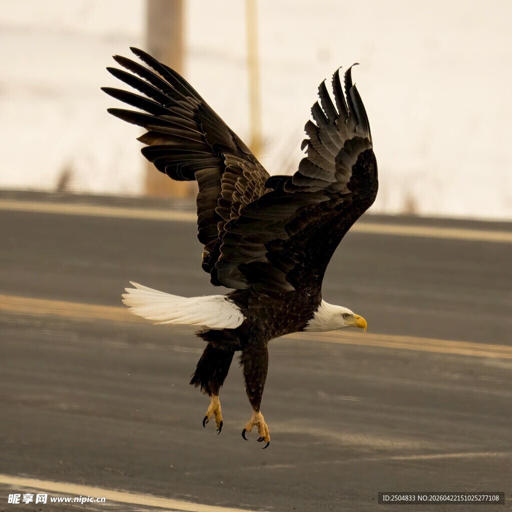 展翅雄鹰于道路上方飞翔