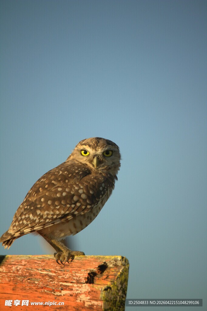 站在木桩上的小巧猫头鹰
