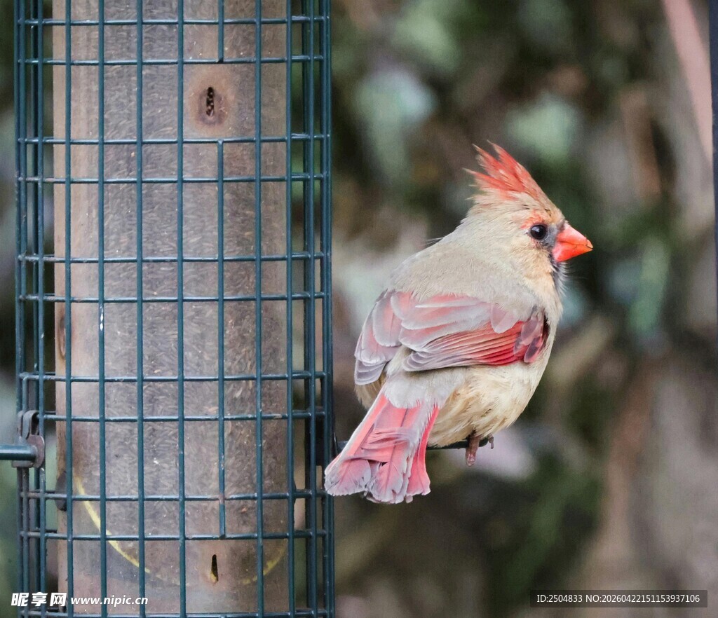 红衣主教鸟立于喂鸟器旁