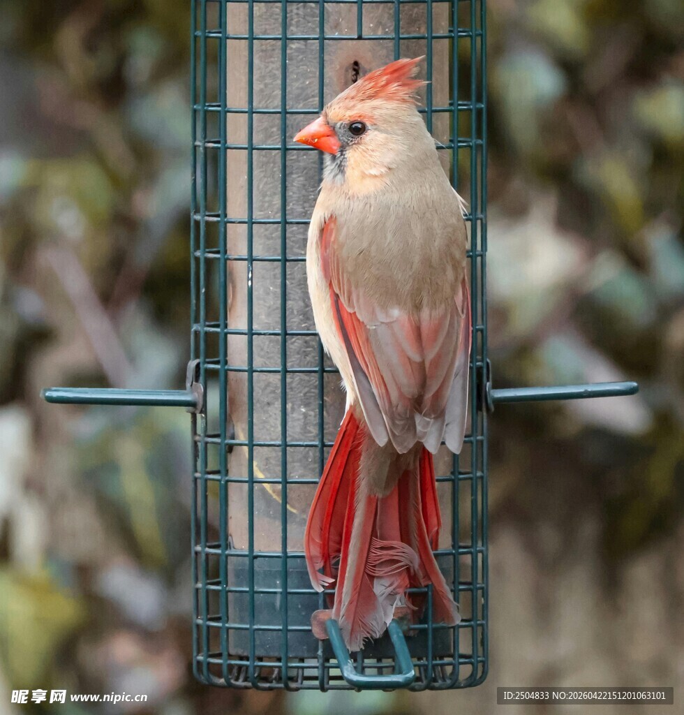 红羽小鸟立于喂食器上