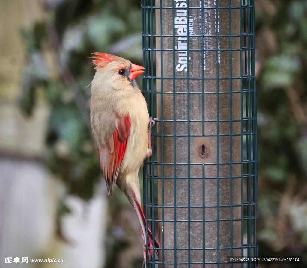 红衣主教鸟立于金属围栏