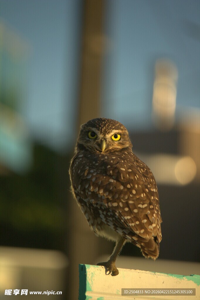 站在栏杆上的小巧猫头鹰