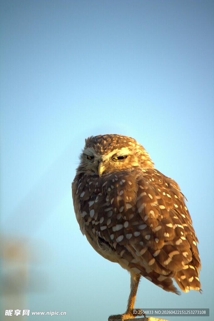 站在枝头的小巧猫头鹰